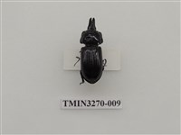 藏品(三叉角黑豔蟲)的圖片